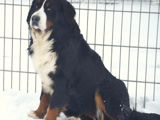 Berner Sennenhund Welpe kaufen