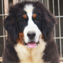 Guinness, tricolor Bernese Mountain Dog for sale