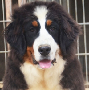 Berner Sennenhund Welpe kaufen