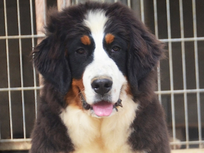 Berner Sennenhund Welpe kaufen