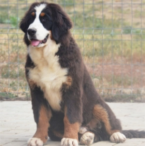 Berner Sennenhund Welpe kaufen