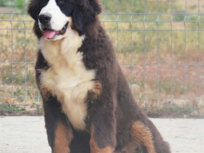 Berner Sennenhund Welpe kaufen
