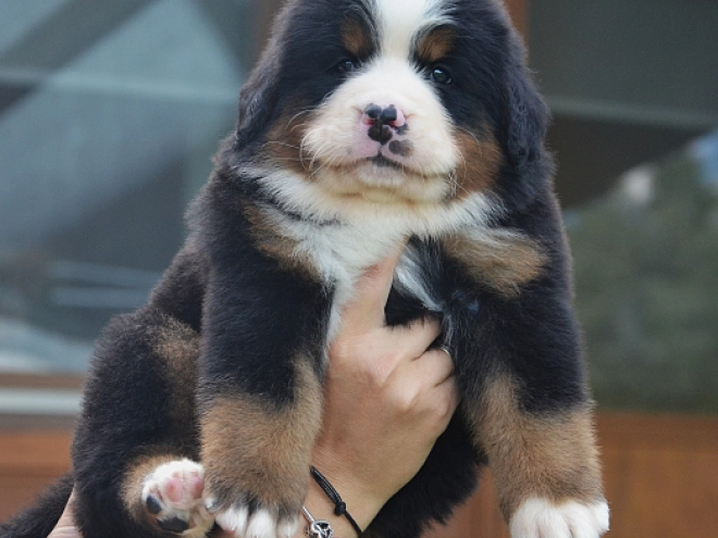 Berner Sennenhund Welpe kaufen