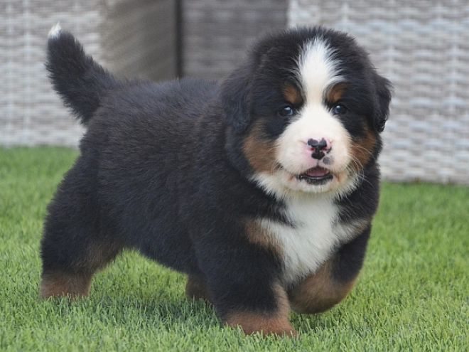 Berner Sennenhund Welpe kaufen