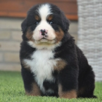 Trixie, tricolor Bernese Mountain Dog for sale
