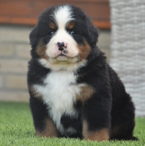 Berner Sennenhund Welpe kaufen