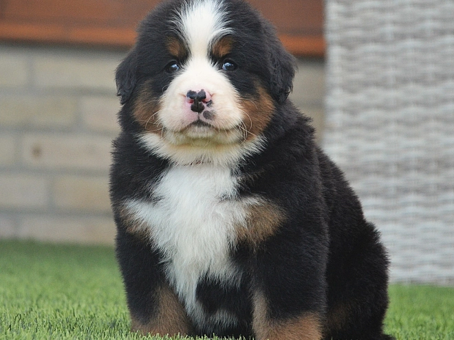 Berner Sennenhund Welpe kaufen