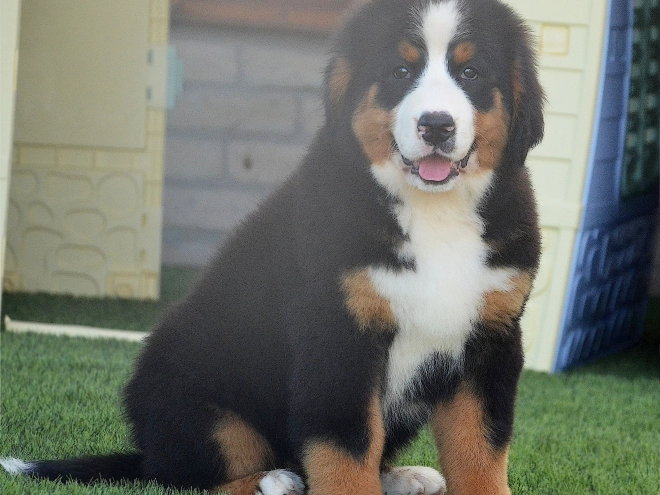 Berner Sennenhund Welpe kaufen