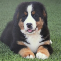Trixie, tricolor Berner Sennenhund Welpen kaufen