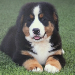 Bernese Mountain Dog puppy for sale