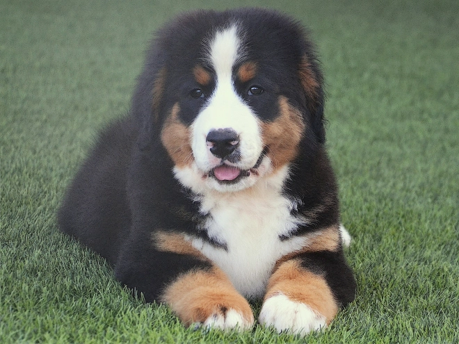 Berner Sennenhund Welpe kaufen