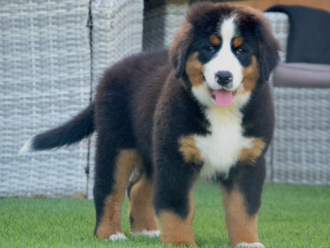 Berner Sennenhund Welpe kaufen