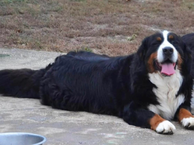 Berner Sennenhund Welpe kaufen