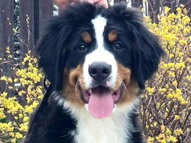 Bernese Mountain Dog puppy for sale