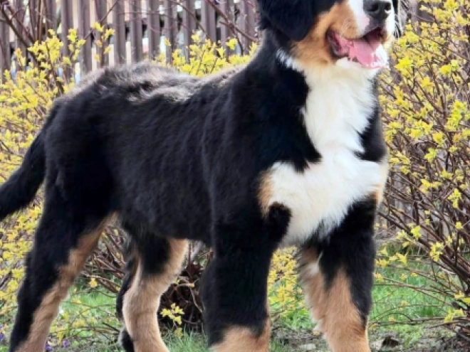 Bernese Mountain Dog puppy for sale