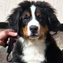 Breeze, tricolor Bernese Mountain Dog for sale