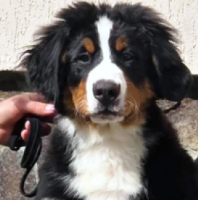 Berner Sennenhund Welpe kaufen