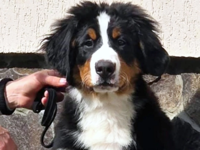 Bernese Mountain Dog puppy for sale