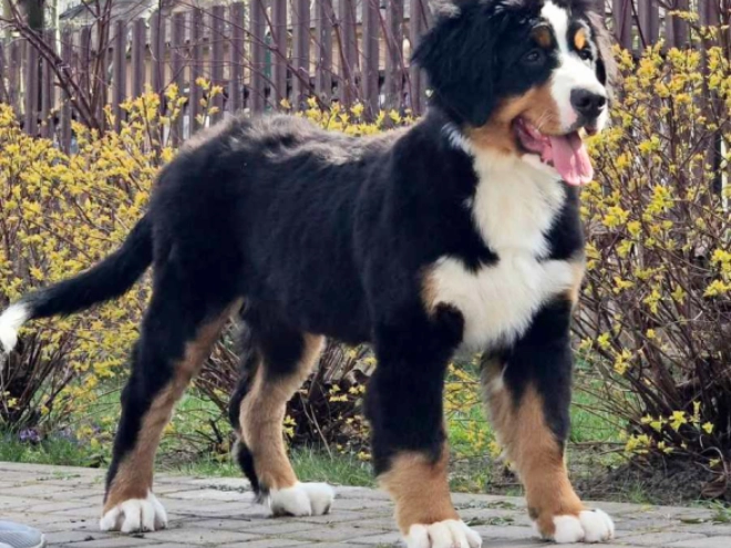 Bernese Mountain Dog puppy for sale