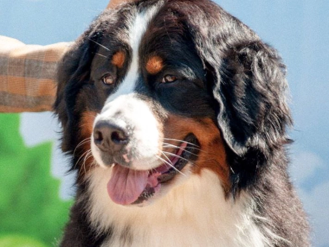 Bernese Mountain Dog puppy for sale