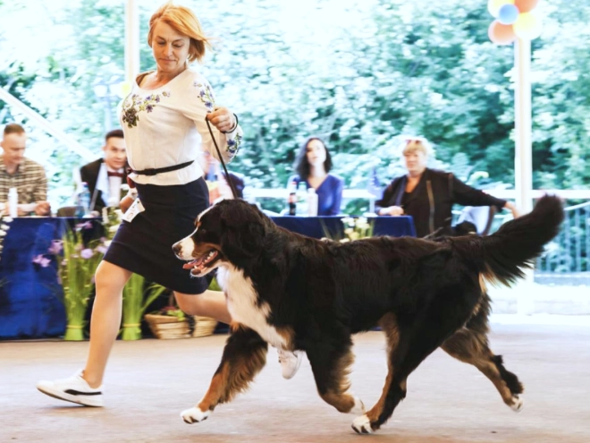 Bernese Mountain Dog puppy for sale