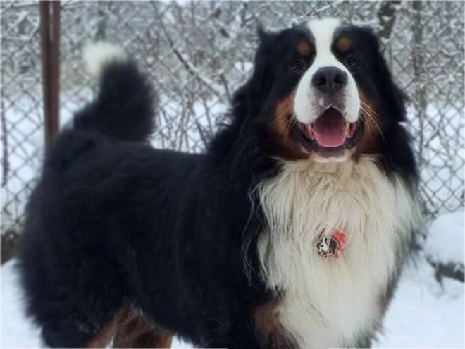 Bernese Mountain Dog puppy for sale
