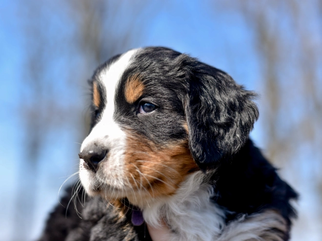 Bernese Mountain Dog puppy for sale