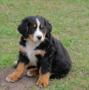 Bernese Mountain Dog puppy for sale
