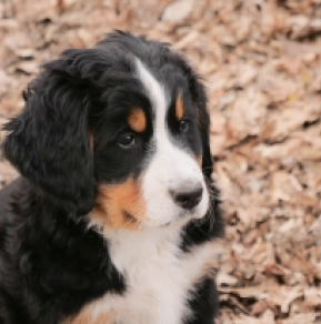 Berner Sennenhund Welpe zu verkaufen