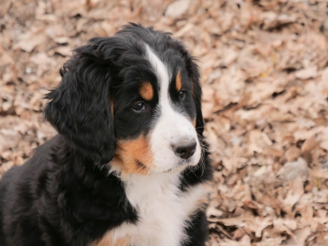 Bernese Mountain Dog puppy for sale