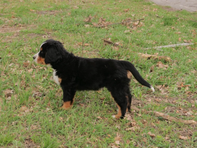 Bernese Mountain Dog puppy for sale
