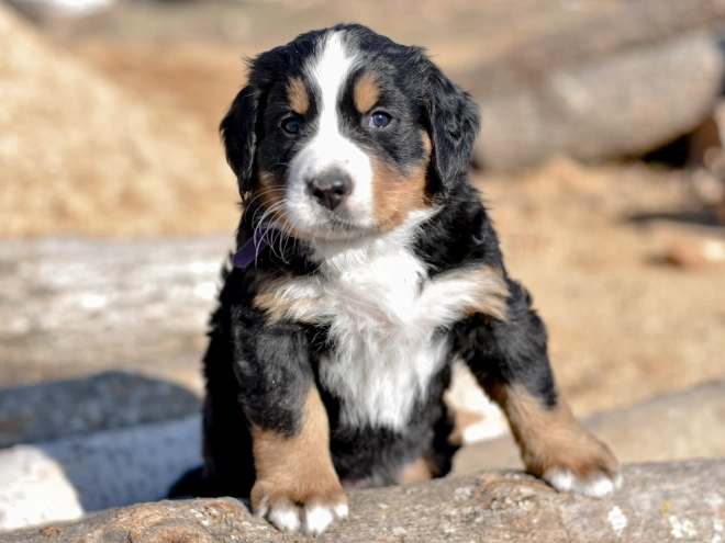 Bernese Mountain Dog puppy for sale