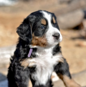 Bernese Mountain Dog puppy for sale