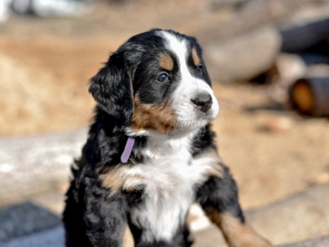 Bernese Mountain Dog puppy for sale