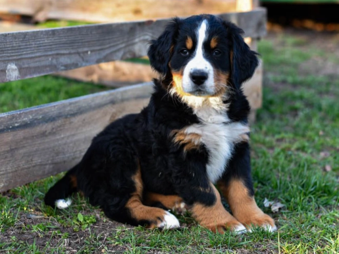 Bernese Mountain Dog puppy for sale