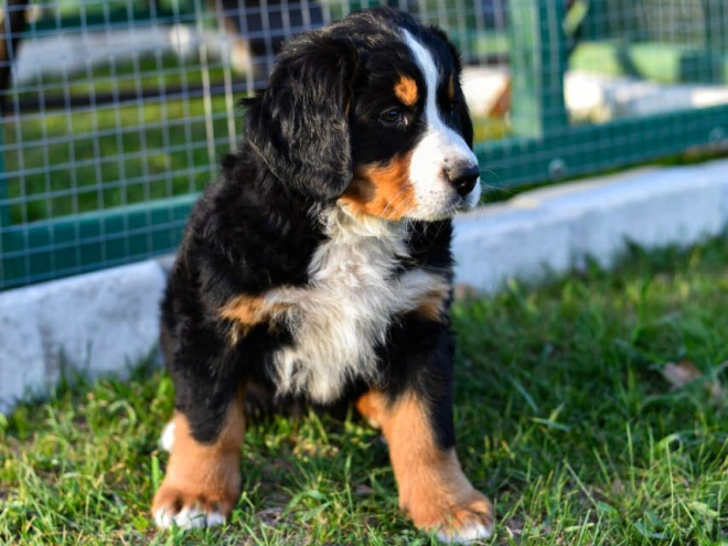 Bernese Mountain Dog puppy for sale
