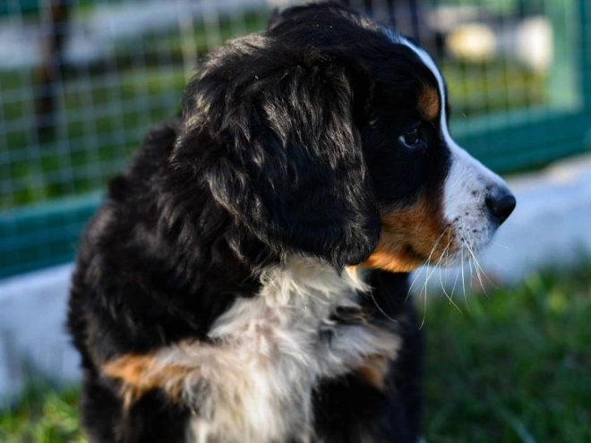 Bernese Mountain Dog puppy for sale