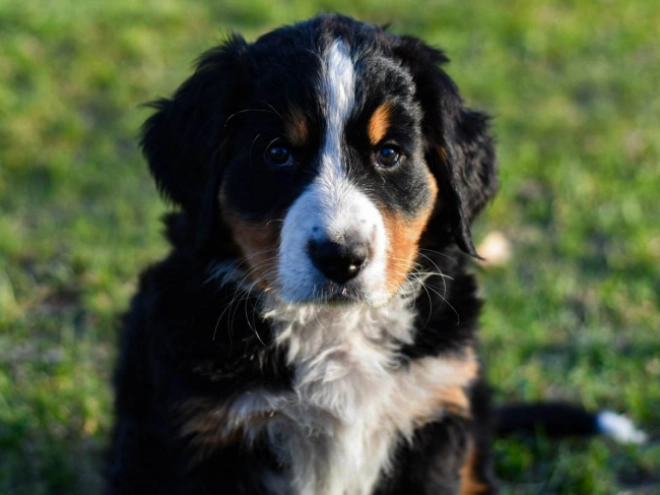 Bernese Mountain Dog puppy for sale
