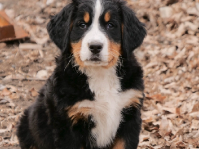 Bernese Mountain Dog puppy for sale