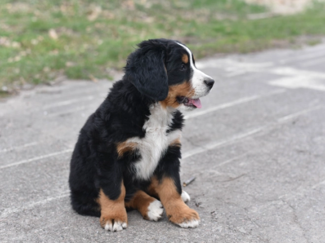Bernese Mountain Dog puppy for sale