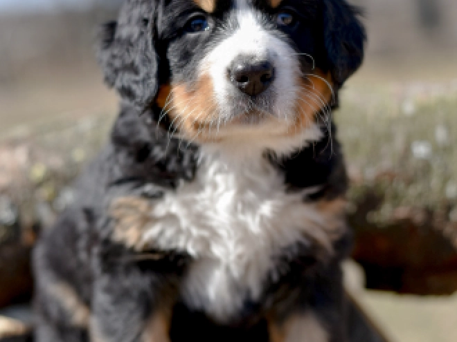 Bernese Mountain Dog puppy for sale