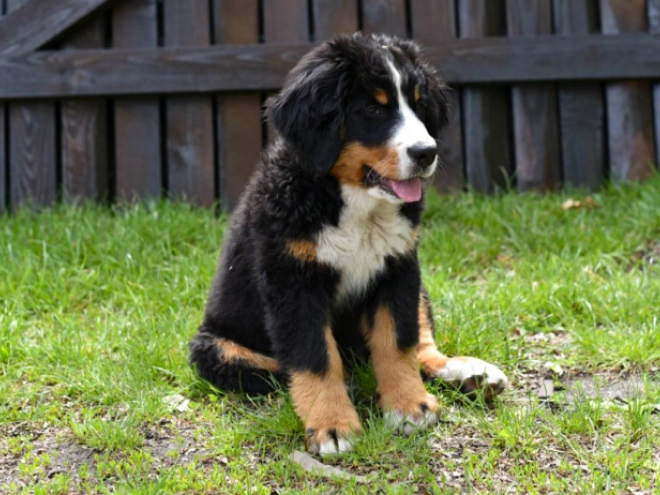 Berner Sennenhund Welpe kaufen