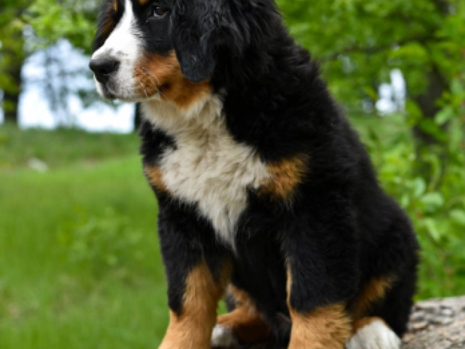 Berner Sennenhund Welpe kaufen