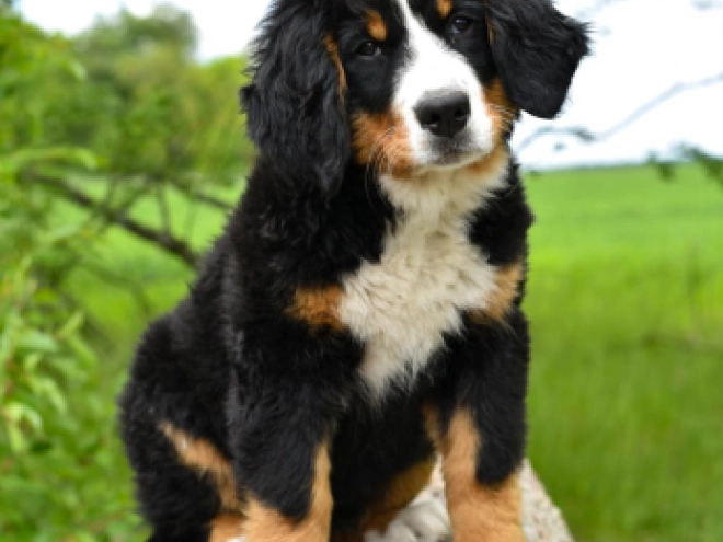 Berner Sennenhund Welpe kaufen
