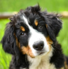 Berner Sennenhund Welpe kaufen