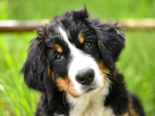Berner Sennenhund Welpe kaufen
