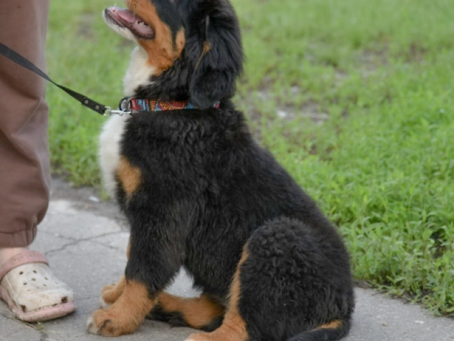 Perros Perro de Montana Barnés en venta