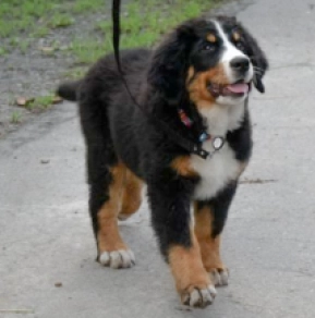 Berner Sennenhund Welpe kaufen