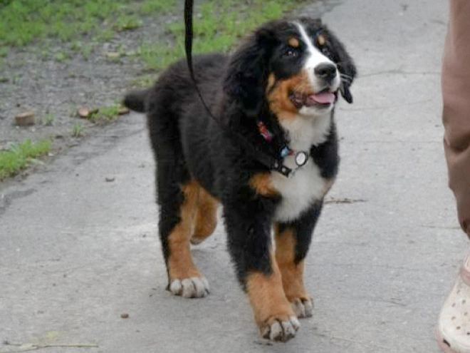 Perros Perro de Montana Barnés en venta