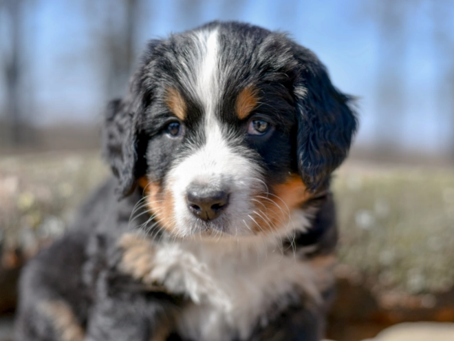 Bernese Mountain Dog puppy for sale